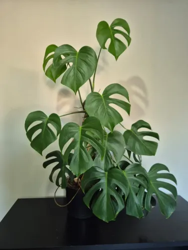 Vaso de flor para decorar sua casa