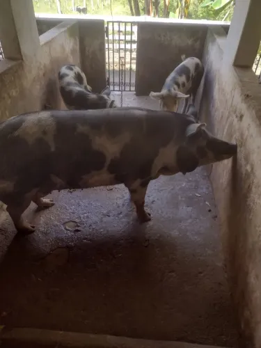 Vende- se Porco Piau