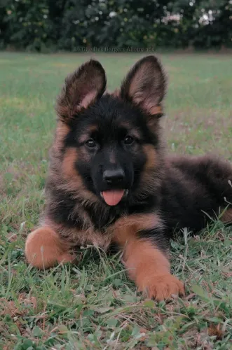 Filhote de Pastor Alemão! Alguém? 