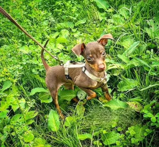 Pinscher 0 macho chocolate: Cor rara, único disponível, procedência comprovada em contrato