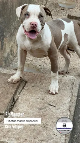 Filhote Pit Monster 
