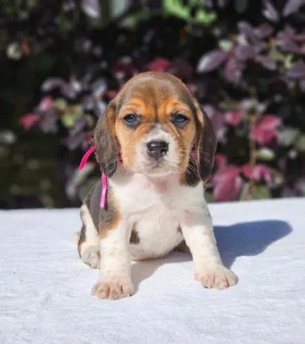 Beagle | Entrega em Londrina dia 15/11