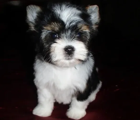 Biewer Yorkshire Terrier de alto padrão disponíveis!