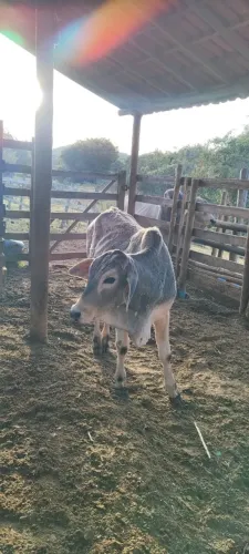 Vendo bezerro tabapuãm