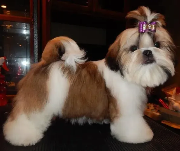 Shih Tzu Fêmea filhotes pronta entrega