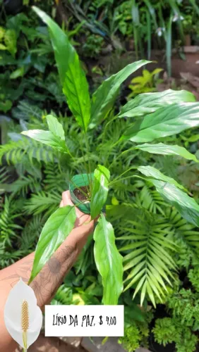 Lírio da Paz - Planta Linda e Cheia de Vida!