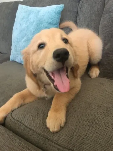 Golden Retriever - Filhote que adora um sofá macio