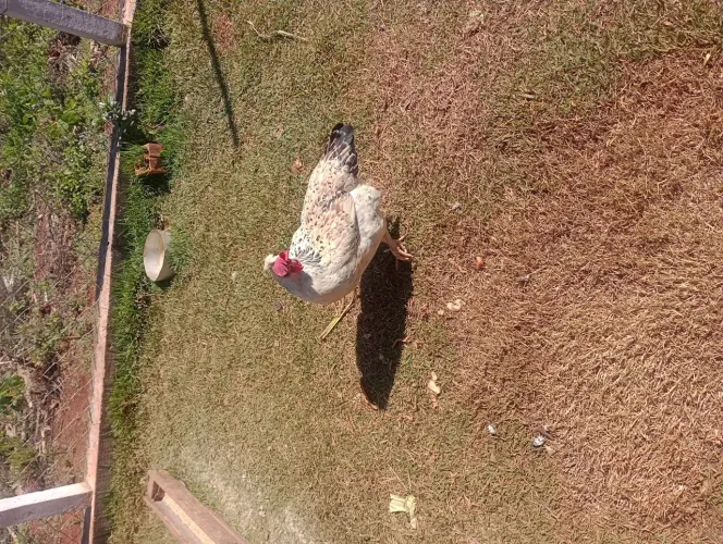 Ovos fértis galinhas sertaneja balao gsb