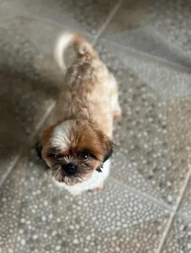 Shihtzu fêmea