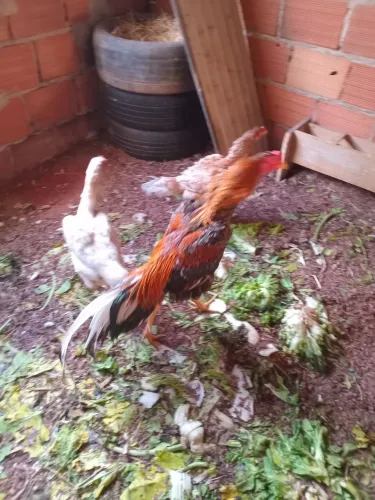 Lindas aves chamo pura raça 