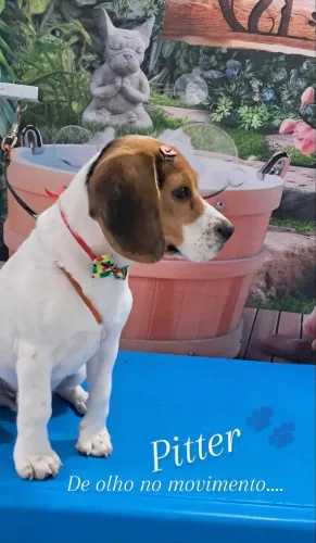 Cachorro beeagle