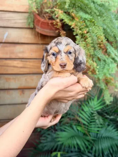 FILHOTES DACHSHUND PELO LONGO