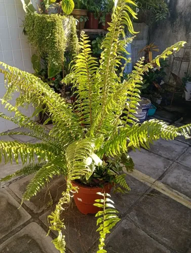 Plantas nos jarros para decorar a sua casa.