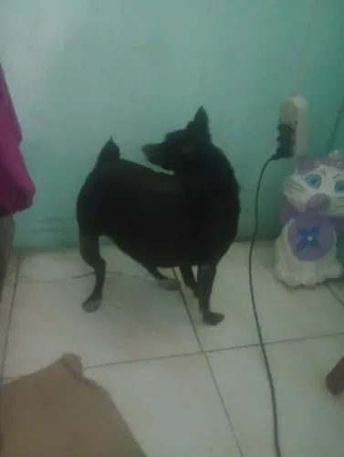 Cachorrinho pinscher