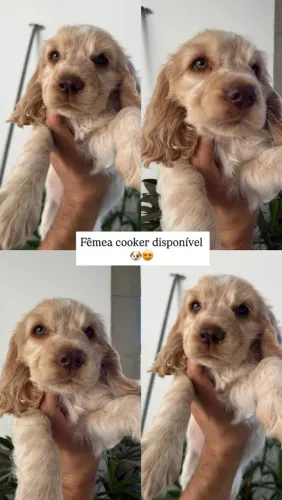 Filhote Cooker