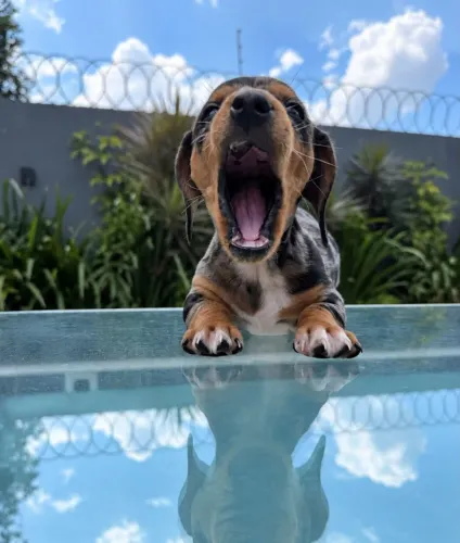 Dachshund lindo arlequim, também temos fêmeas