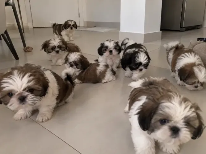 Doação de cachorros raça shih tzu hibridos