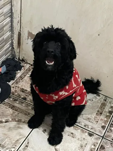 DOA-SE POODLE