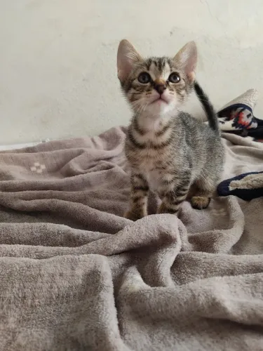 Doa - se gatinhas