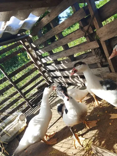Vende-se patas e patos adolescentes ?