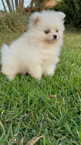 Vende-se filhote de Lulu da Pomerania