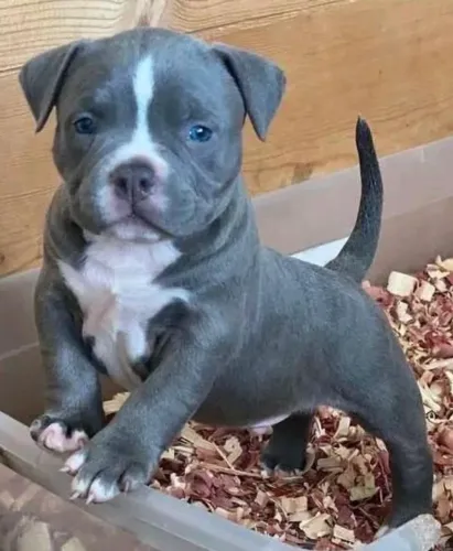 Pitbull - Encontre O Companheiro Que Você Sempre Imaginou