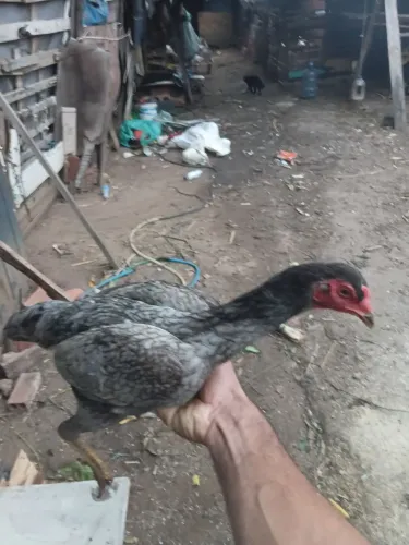 Galinha