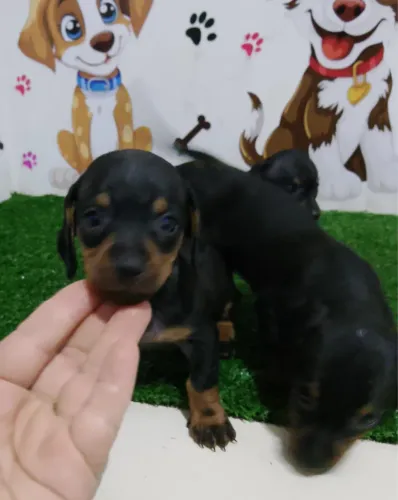 ? NINHADA DE DACHSHUND À VENDA ?