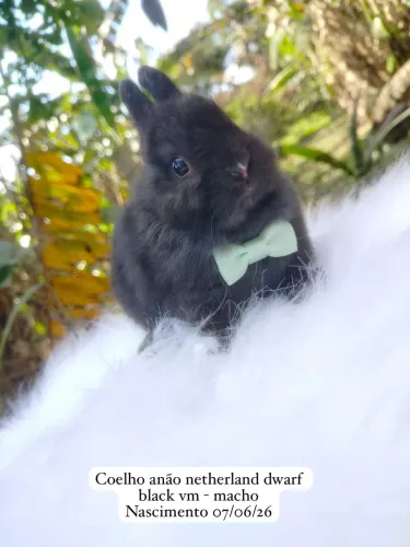Coelho anão netherland dwarf linhagem importada - o menor do mundo 