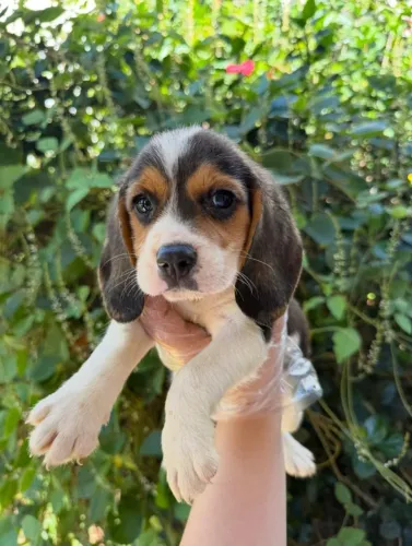 Beagle filhote curioso e aventureiro super saudavel