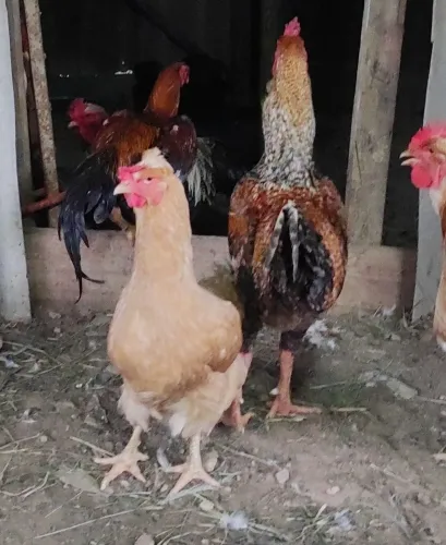 Ovos Férteis - Caipira Melhorado