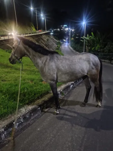 Cavalo ? Égua