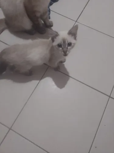 Adoção de gatos
