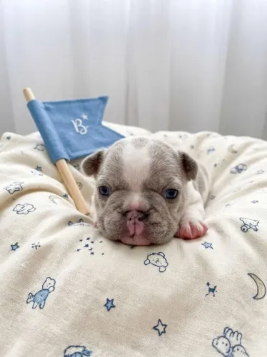 Filhote de Bulldog Francês