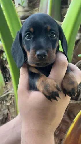 Dachshund enchendo seu lar de alegria