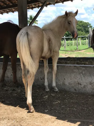 Porda puro sangue só não tem documento quarto de milha