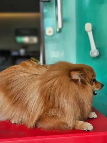 Splitz Alemão (Lulu da Pomerânia)