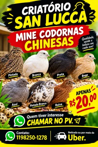 Mine codornas chinesas