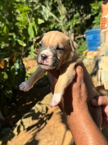 Filhote de pitbull puro
