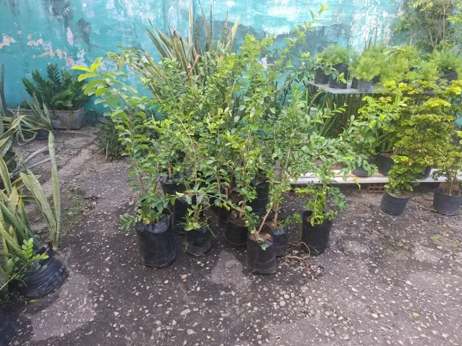 Mudas de acerola produzindo
