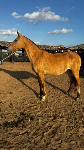 Cavalo