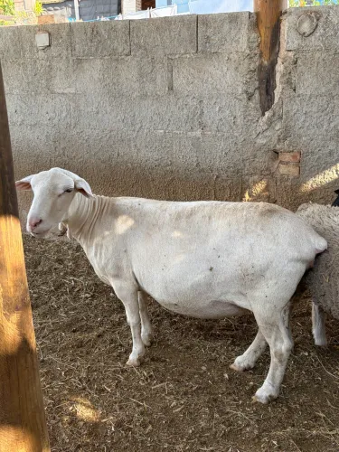 Carneira Fêmea 