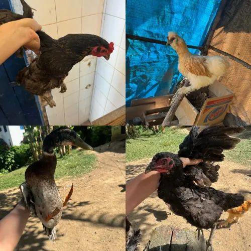 Vendo pintinhos, galinhas, galos e marreco!.
