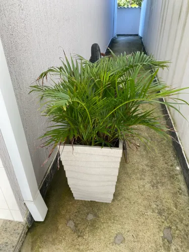Vaso com Planta Palmeira de interior