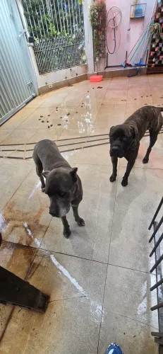 Casal de Cane Corso com 4 anos