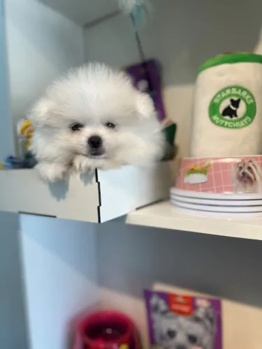 Lindo spitz macho 