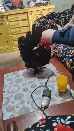Galo garnizer