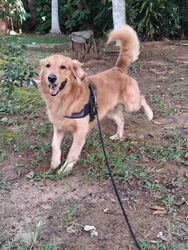 Golden procura namorada