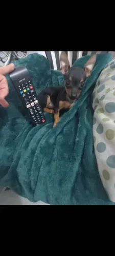 Pinscher femia zerinha