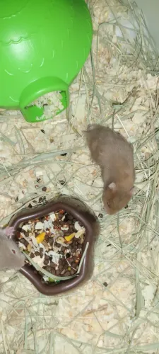 Hamster sírio 
